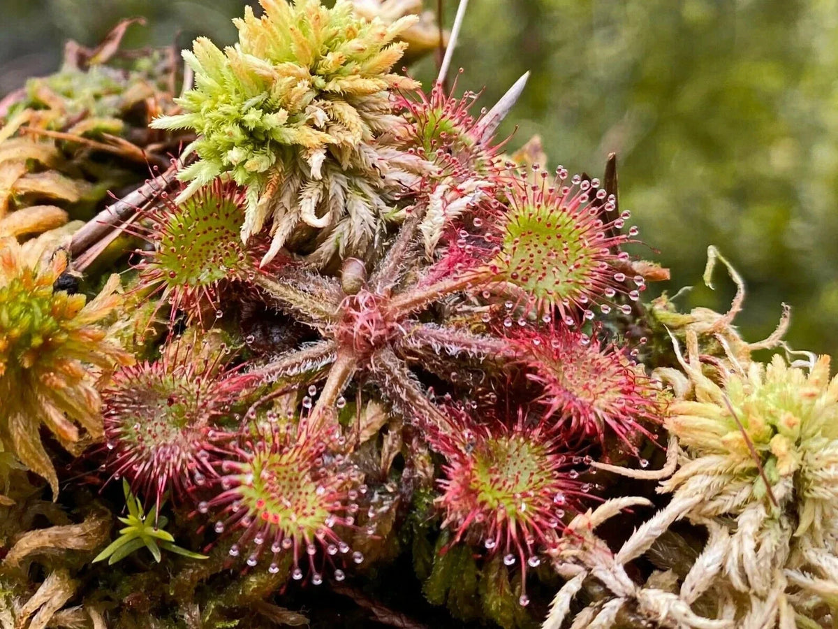 3X Live Drosera Rotundifolia - Round Leaved Sundew - Bare Root Carnivorous Plants - Ideal for Gardens & Terrariums