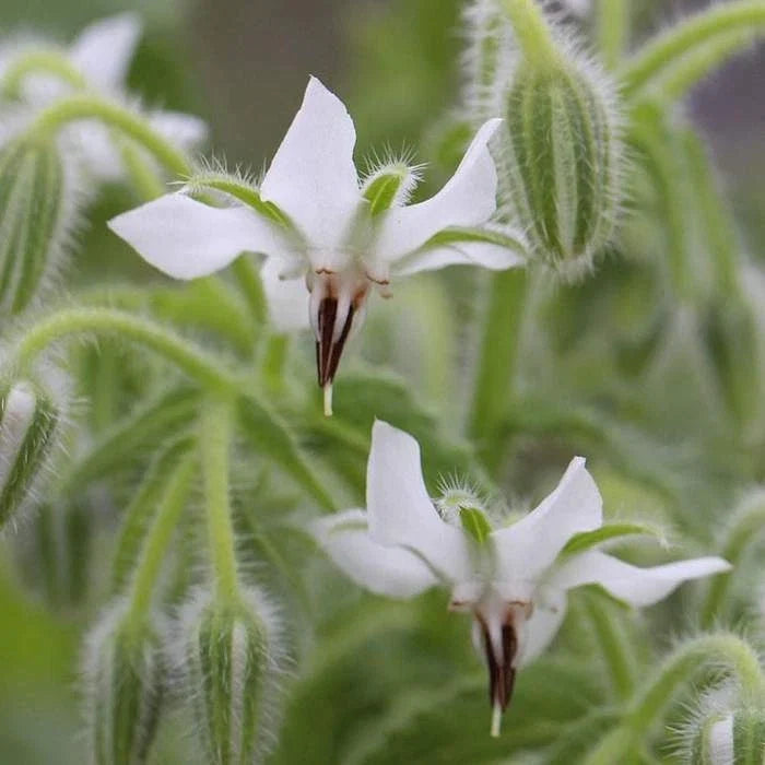 White Borage Seeds - Bianca Heirloom NON-GMO - Starflower (Borago officinalis) - Free Shipping