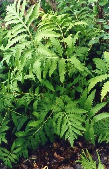 Sensitive Fern Bare Root Plants - 5 Native Woodland Ferns - Onoclea sensibilis - Low Maintenance Drought-Resistant Garden Foliage