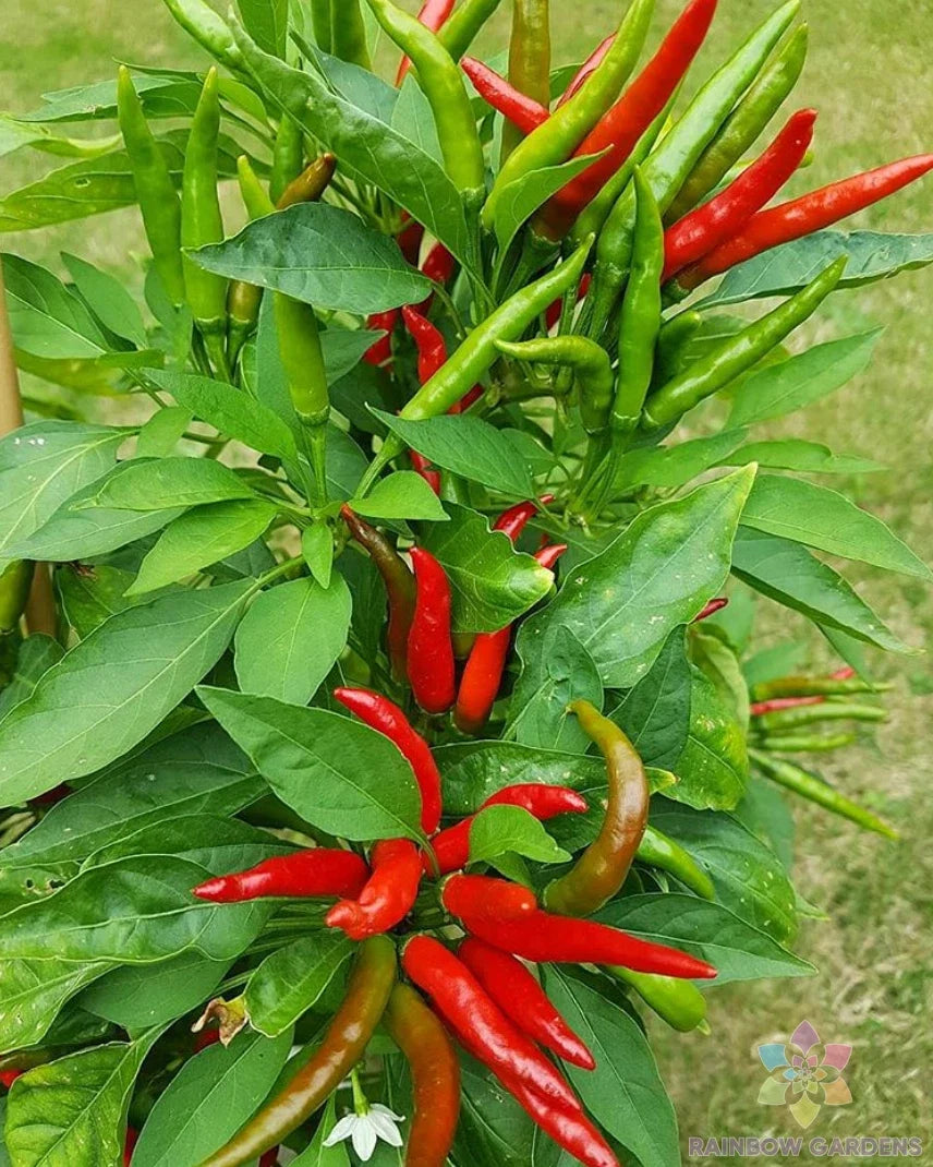 Tien Tsin Hot Pepper Seeds - 25 Non-GMO Capsicum annuum for Garden Planting - Spicy Red Variety for Culinary Use