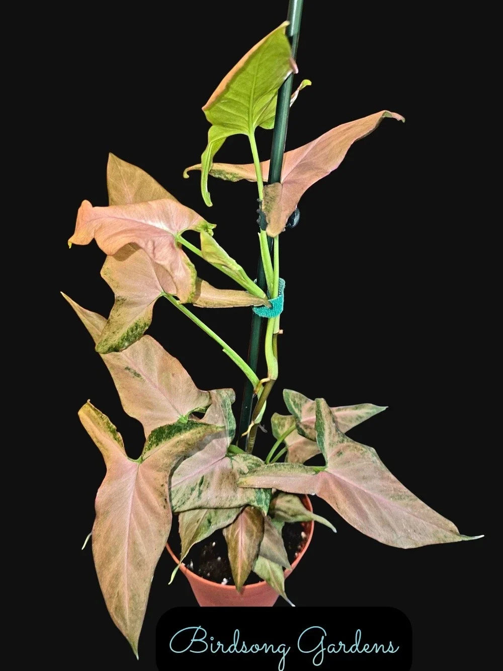 Syngonium Plant 4" Pot Pink Variegation Syngonium podophyllum "Mickey" Rooted Indoor Houseplant for Home Decor