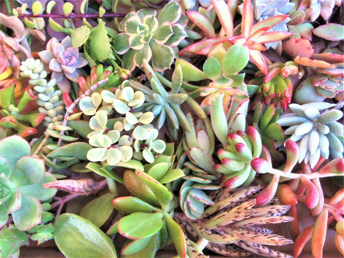 Succulent Cuttings Set - 30 Varieties, 2-4" Fresh Assorted Succulents for Decor and Crafting - Various Scientific Names