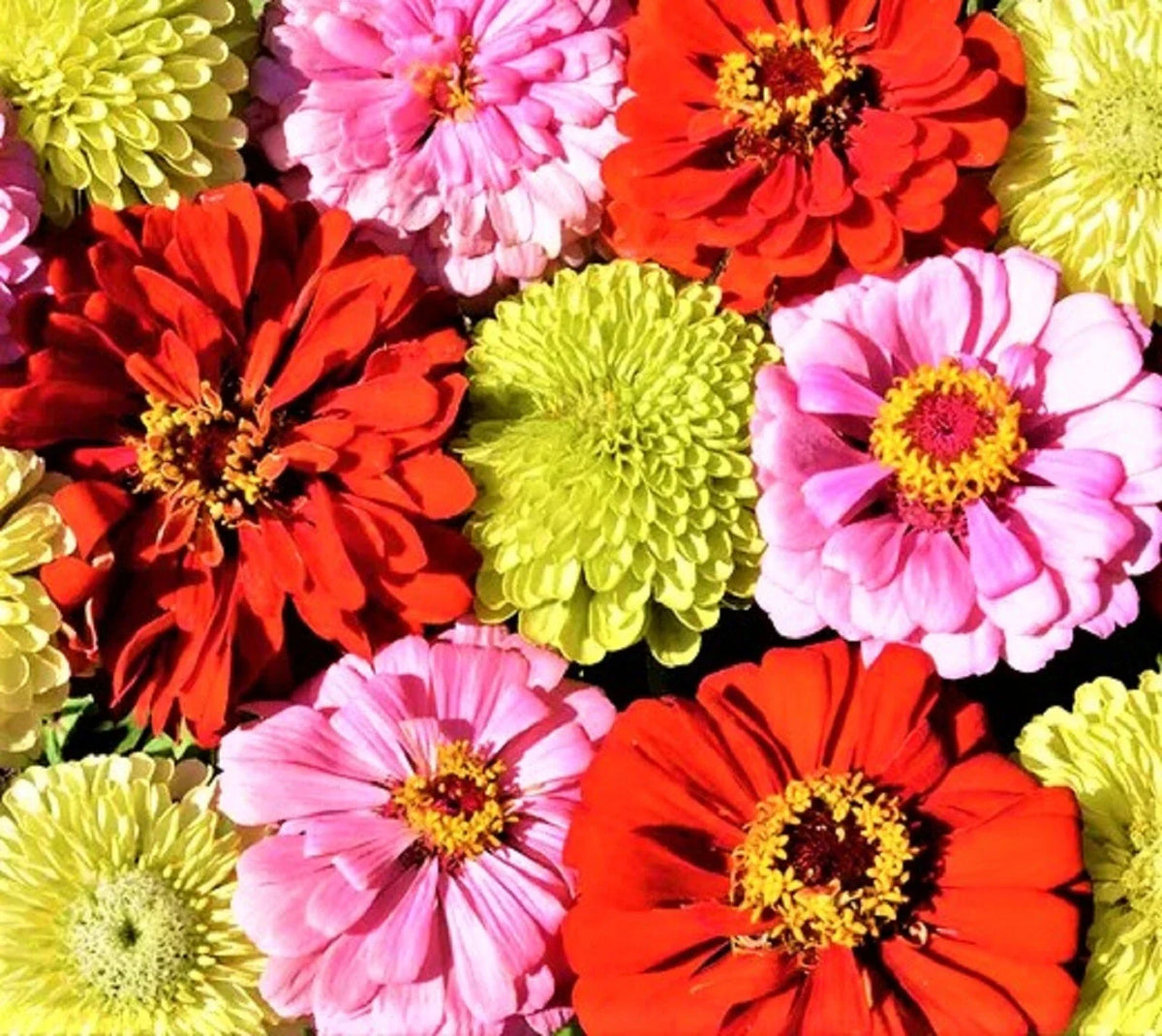 Zinnia Seed Mix - 100+ Non-GMO Seeds - Pink Lemonade Variety - Zinnia elegans - Colorful Blooms for Garden & Pollinators