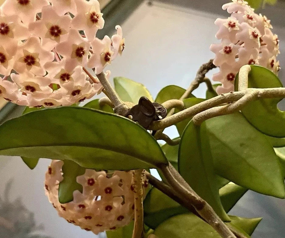 Hoya Live Rooted Plant - 4-Inch Pot - Sweet Fragrant Variety - Hoya spp. - Perfect for Indoor Gardening and Home Decor