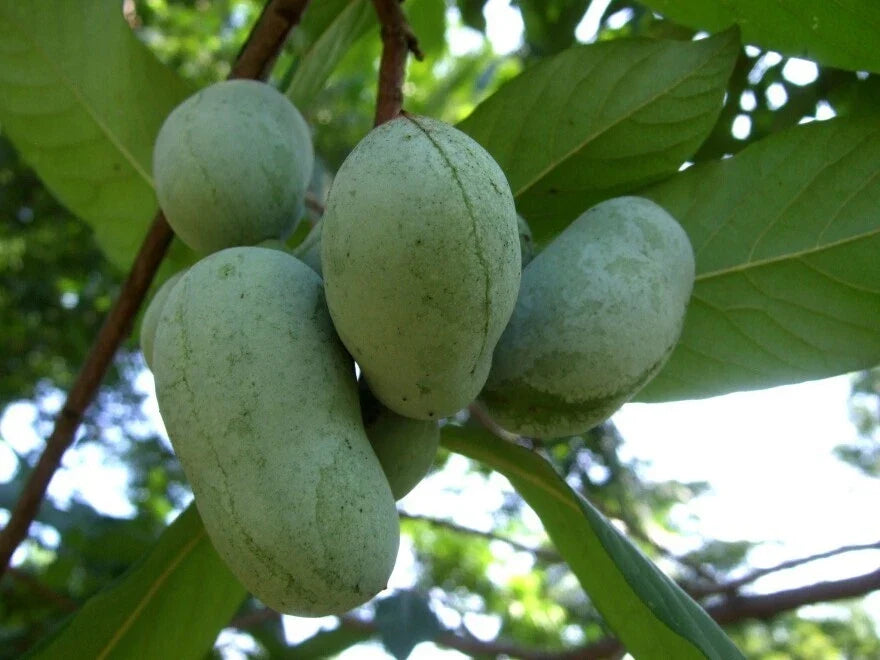 Live Pawpaw Plant Seedling 6" Asimina triloba Rooted Fruit Tree for Garden or Container, Tropical Flavor, Pollinator-Friendly