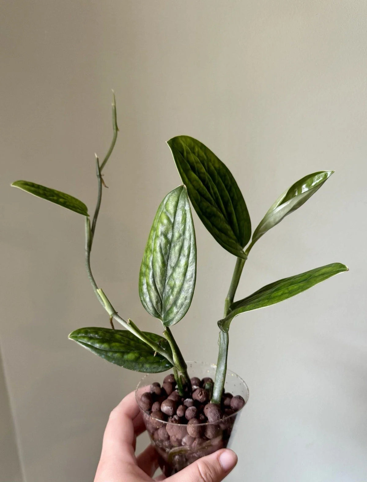 Monstera Peru Cuttings - Rooted Plant Cuttings - Monstera karstenianum - Tropical Houseplant - Unique Fenestrated Leaves