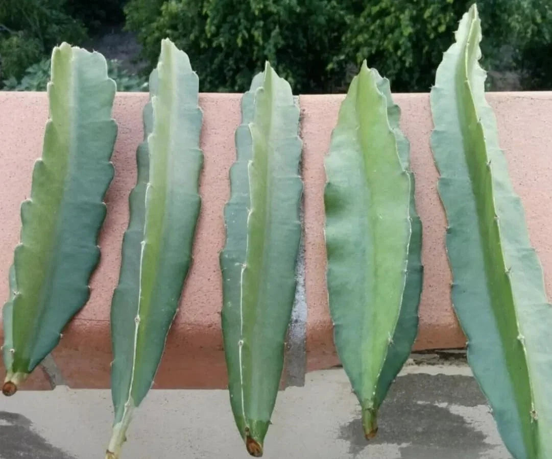Fresh Dragon Fruit Cuttings - 8" to 12" - Multiple Varieties - Hylocereus spp. - Perfect for Indoor/Outdoor Gardening