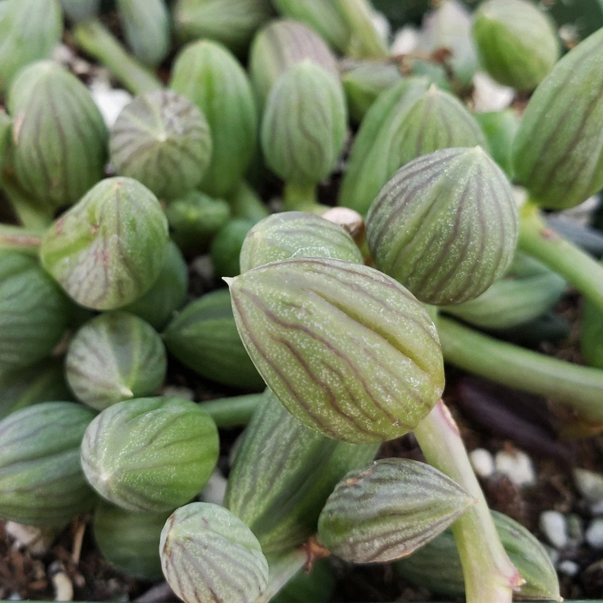 String of Watermelon Plant | Live Succulent in Decorative Pot | Senecio herreianus | Easy Care Indoor Houseplant
