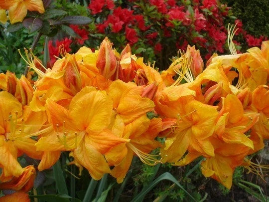 Azalea Starter Plant - Klondyke Variety - Well-Rooted Rhododendron x 'Klondyke' - Vibrant Pink Flowers for Garden