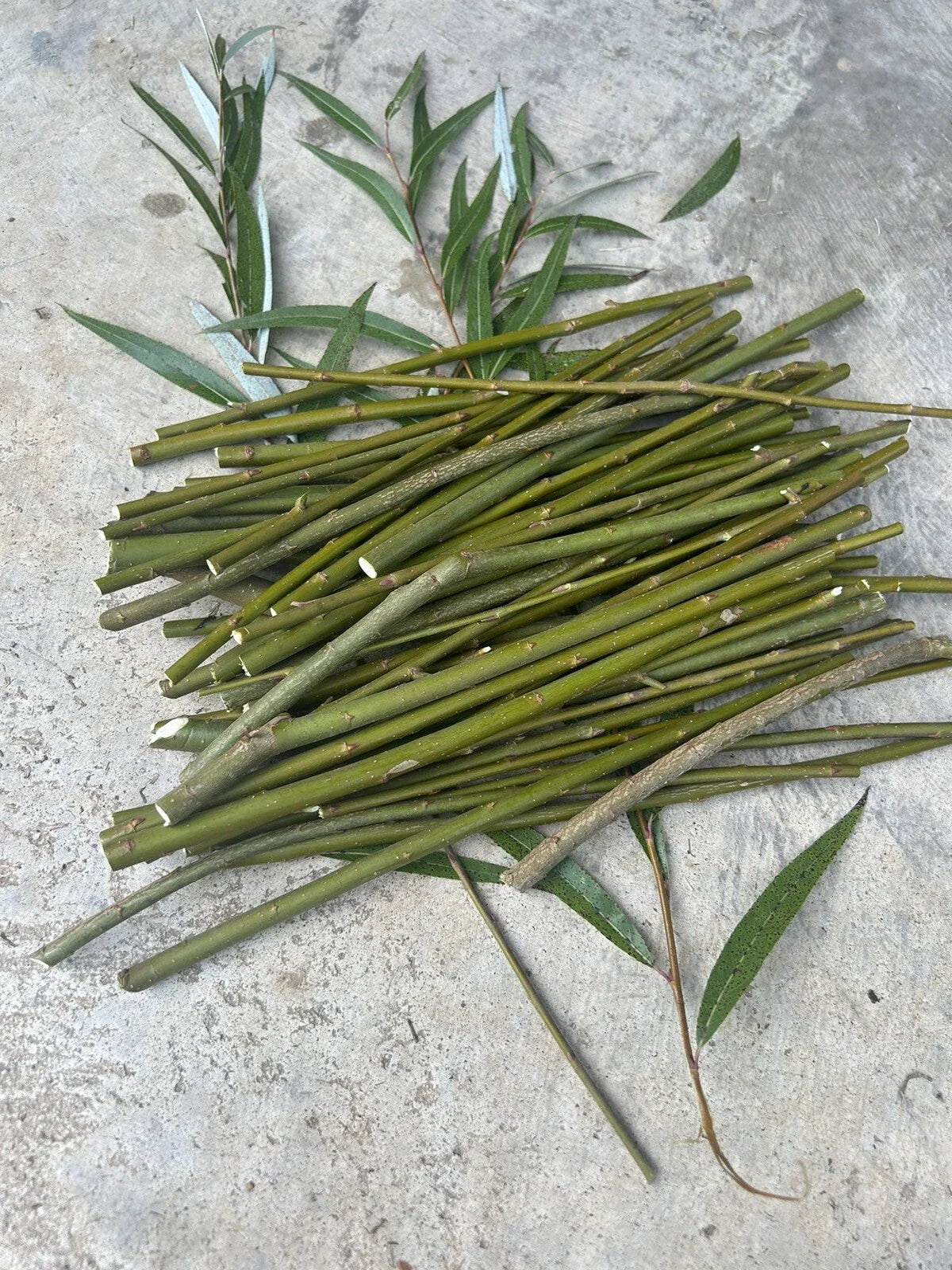 Hybrid Willow Tree Cuttings - 50 Fast Growing Cuttings for Privacy Screens | Salix × matsudana | Easy to Propagate
