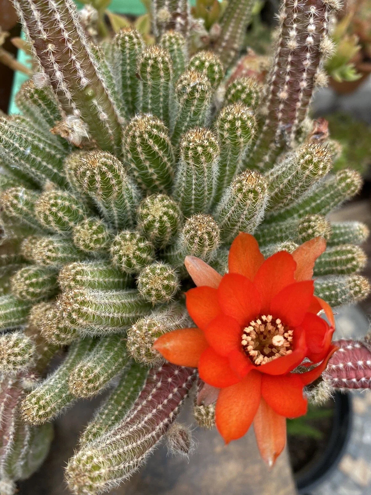 Peanut Cactus Cuttings (5) - Echinopsis Chamaecereus - Indoor Succulent Plant for Gardening - Low Maintenance & Drought-Tolerant