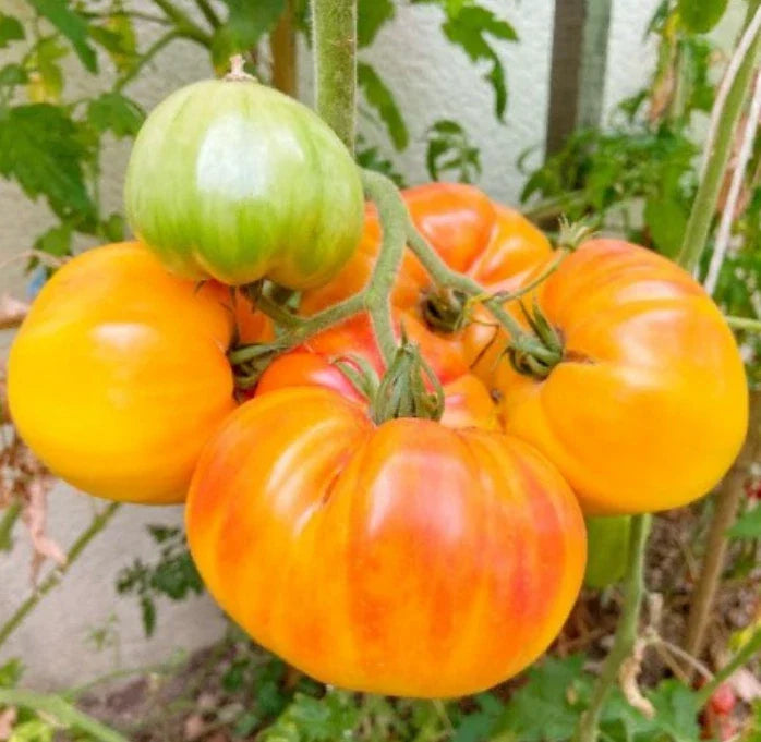Hawaiian Pineapple Beefsteak Tomato Seeds - Heirloom, Non-GMO, 30 Seeds, Solanum lycopersicum, Perfect for USA Gardens