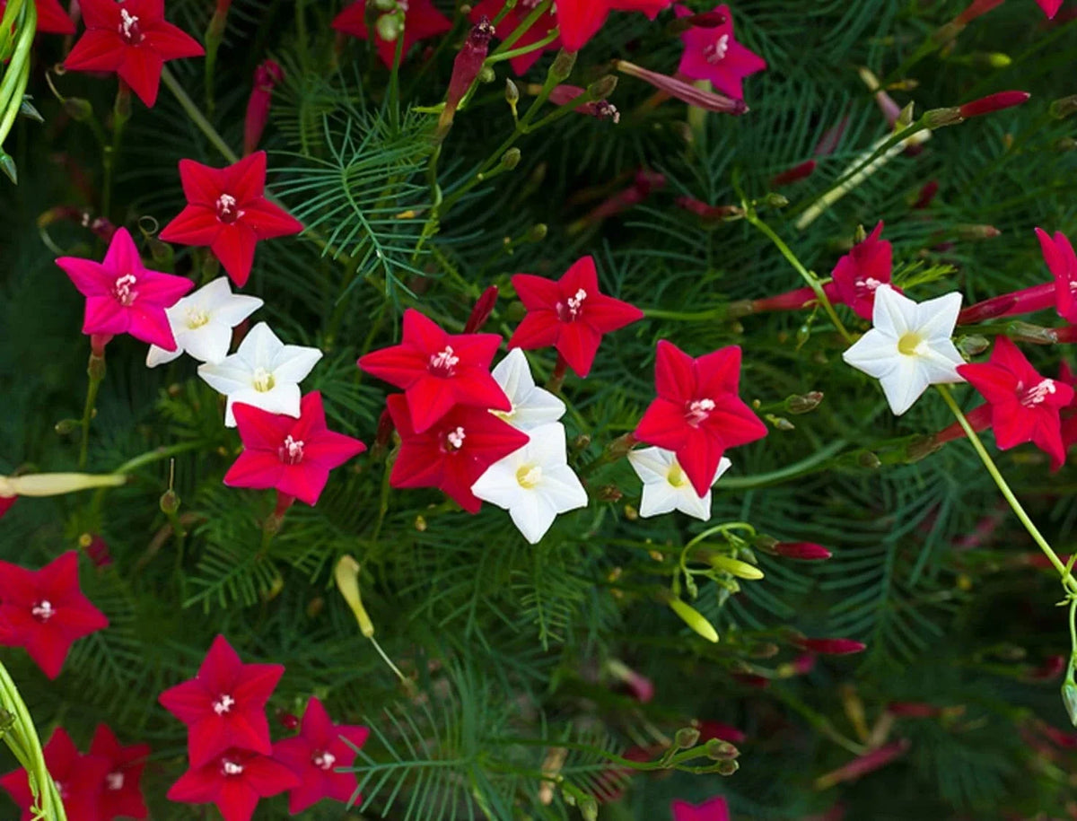 Cypress Vines Seeds - 50+ Seeds - Flowering Hummingbird Vine - Ipomoea quamoclit - Colorful Climbing Plant for Gardens