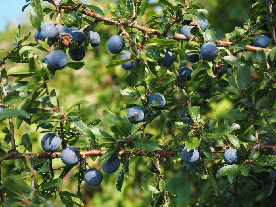 Aurora Blueberry Plant - 1 Quart Bare Root Highbush Blueberry (Vaccinium corymbosum) - High-Yielding, Easy to Grow