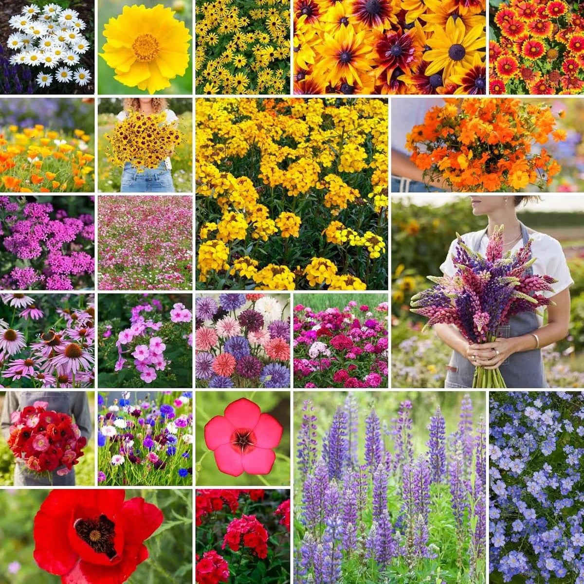 Northeast Wildflower Mixed Seeds, 1/4 lb, Native Pollinator Friendly, Eco-Friendly, Various Species