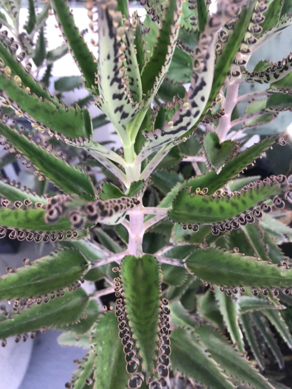 Mother of Millions Succulents - 10 Rooted Baby Plants - Kalanchoe delagoensis - Easy Care Indoor/Outdoor Greenery