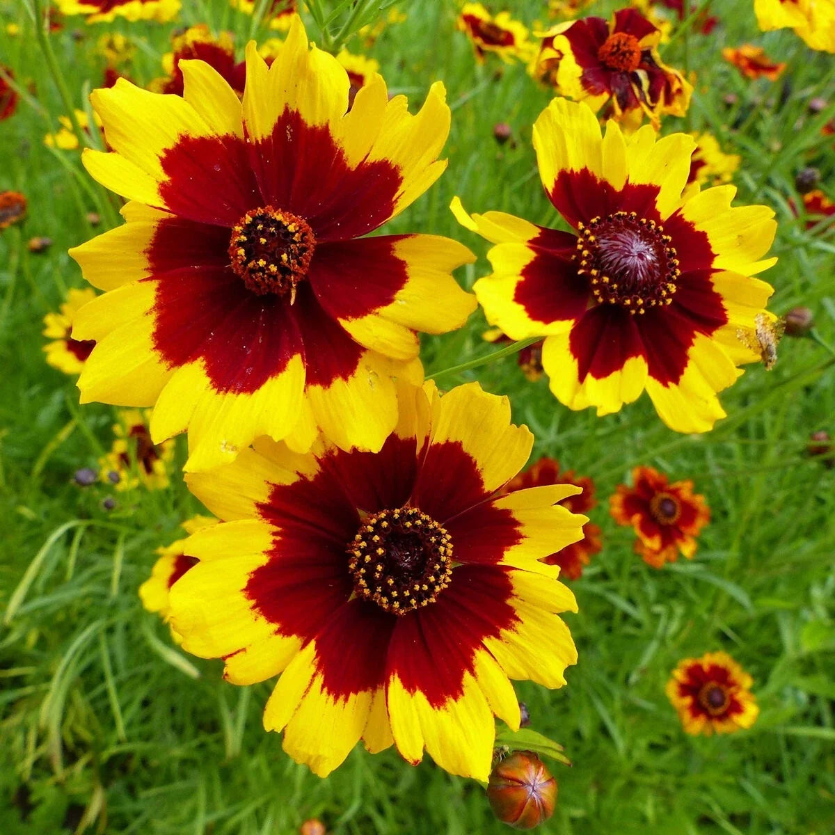 Plains Coreopsis Wildflower Seeds 1/4 lb Mylar Packet - Coreopsis tinctoria - Non-GMO Yellow Orange Blooms