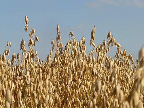 Whole Oat Seeds 10 lb - Avena sativa for Wildlife Food Plots, Deer Attractant, Non-GMO Cover Crop, Soil Enrichment