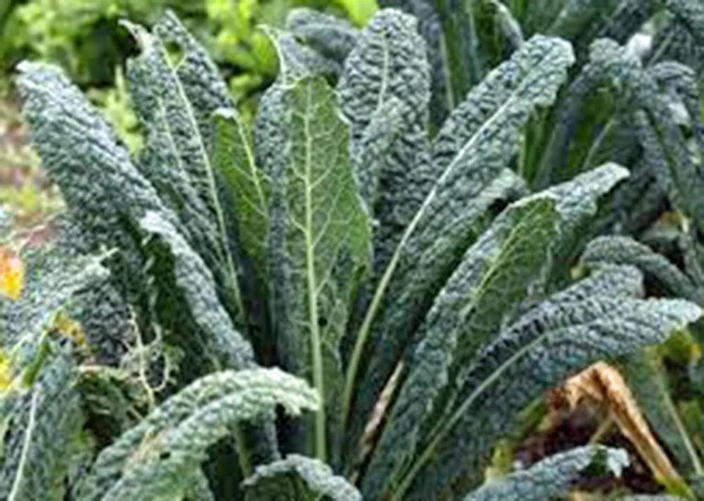 Kale Seeds, 1000 Non-GMO Premium Variety, Brassica oleracea for Salads and Cooking, Easy to Grow