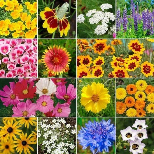 Bird & Butterfly Flower Garden Seed Mix - 1000 Heirloom Non-GMO Wildflower Seeds - Pollinator-Friendly, Various Species