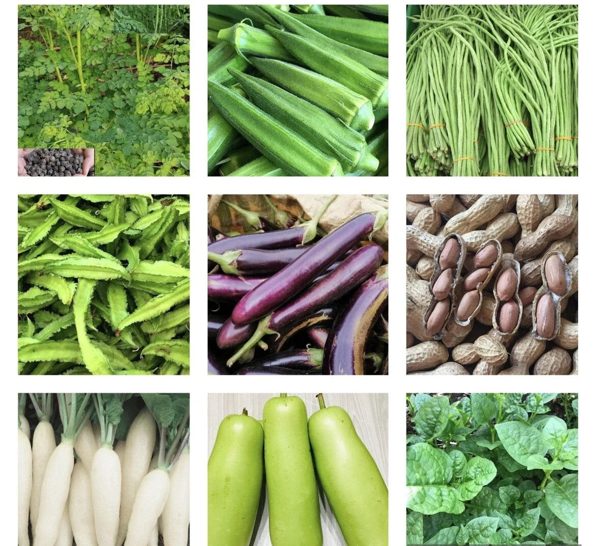 Asian Vegetable Seeds Pack - 20 Variety Collection - Non-GMO Heirloom Organic Seeds for Home Gardening