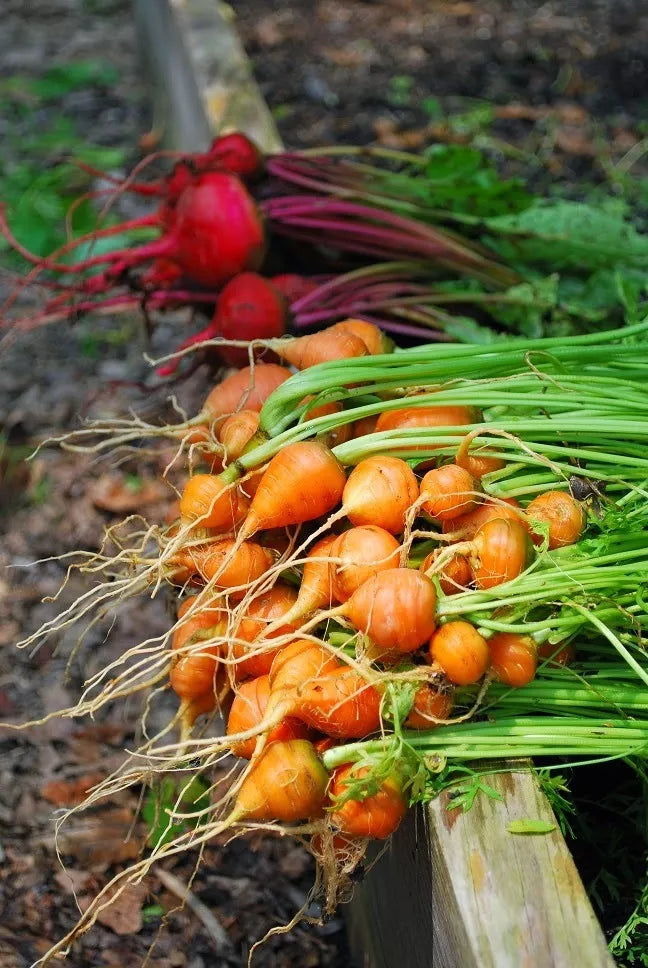 Parisian Carrot Seeds - 100 Count Packet - Tender Round Globes - Daucus carota - Non-GMO Heirloom Variety for Home Gardens
