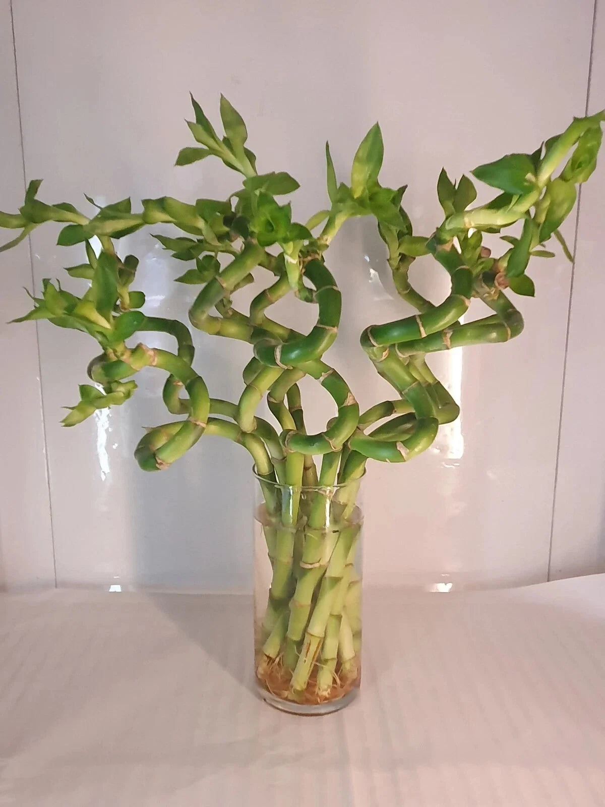Large Curly Lucky Bamboo Plant 12-14 inches - Dracaena sanderiana - Symbol of Luck and Prosperity, Perfect Home Decor Gift