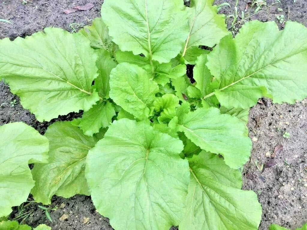 Florida Broadleaf Mustard Greens Seeds - Organic 601+ Count, Brassica juncea, Ideal for Spring & Fall Container Gardens
