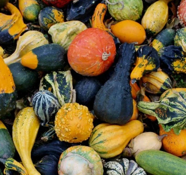 Small Gourd Mix Seeds, 30 Non-GMO Seeds for Kids Arts & Crafts, Decorative Gourds, Cucurbita pepo