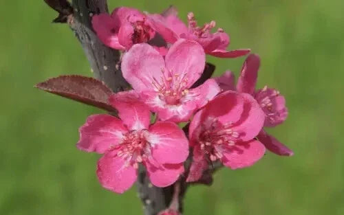 Cardinal Crabapple Seeds Pack - 25+ High-Quality Malus cardinalis for Garden Planting - USA Grown