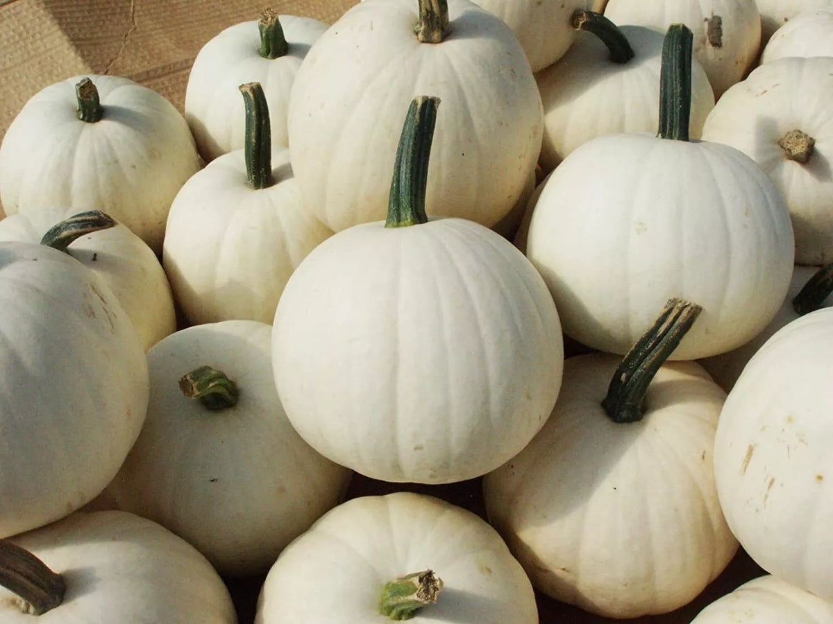 Snowball Pumpkin Seeds - 10 Count - White Variety - Cucurbita pepo - Ideal for Growing in Full Sun