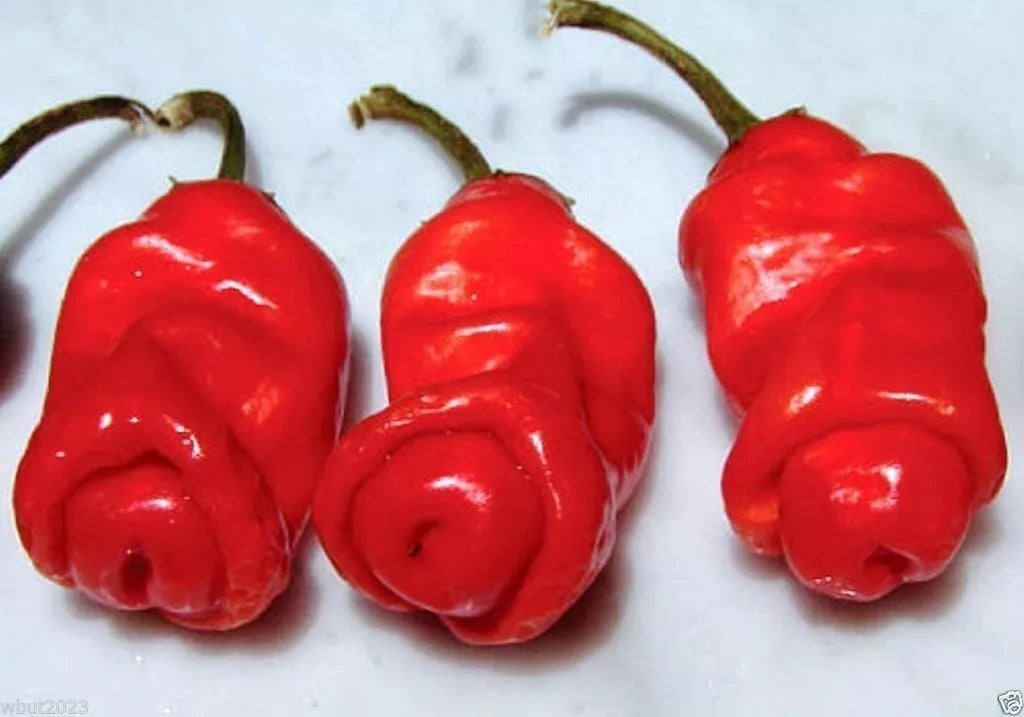 Peter Red Chili Pepper Plant - Fresh Capsicum annuum, Spicy Variety with Unique Shape for Cooking and Gardening