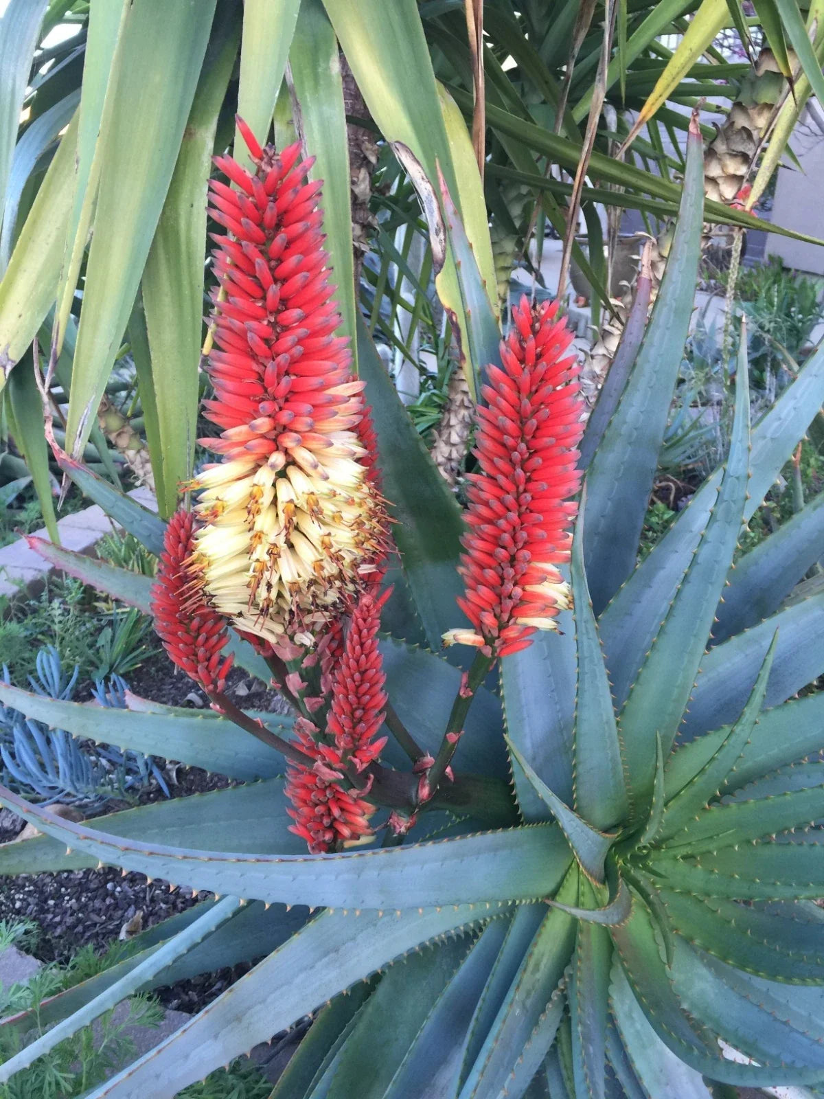 Aloe Cuttings for 1g Pot, Aloe 'Tangerine', Succulent Plant Cuttings, Aloe vera var. tangerina, Indoor Houseplant