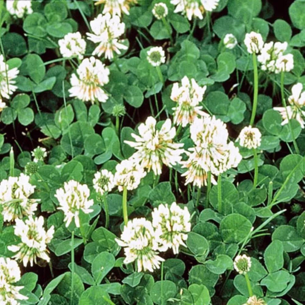 White Dutch Clover Seeds | Non-GMO Heirloom Cover Crop | Trifolium repens | Fresh Flower Seeds for Soil Health & Pollinators