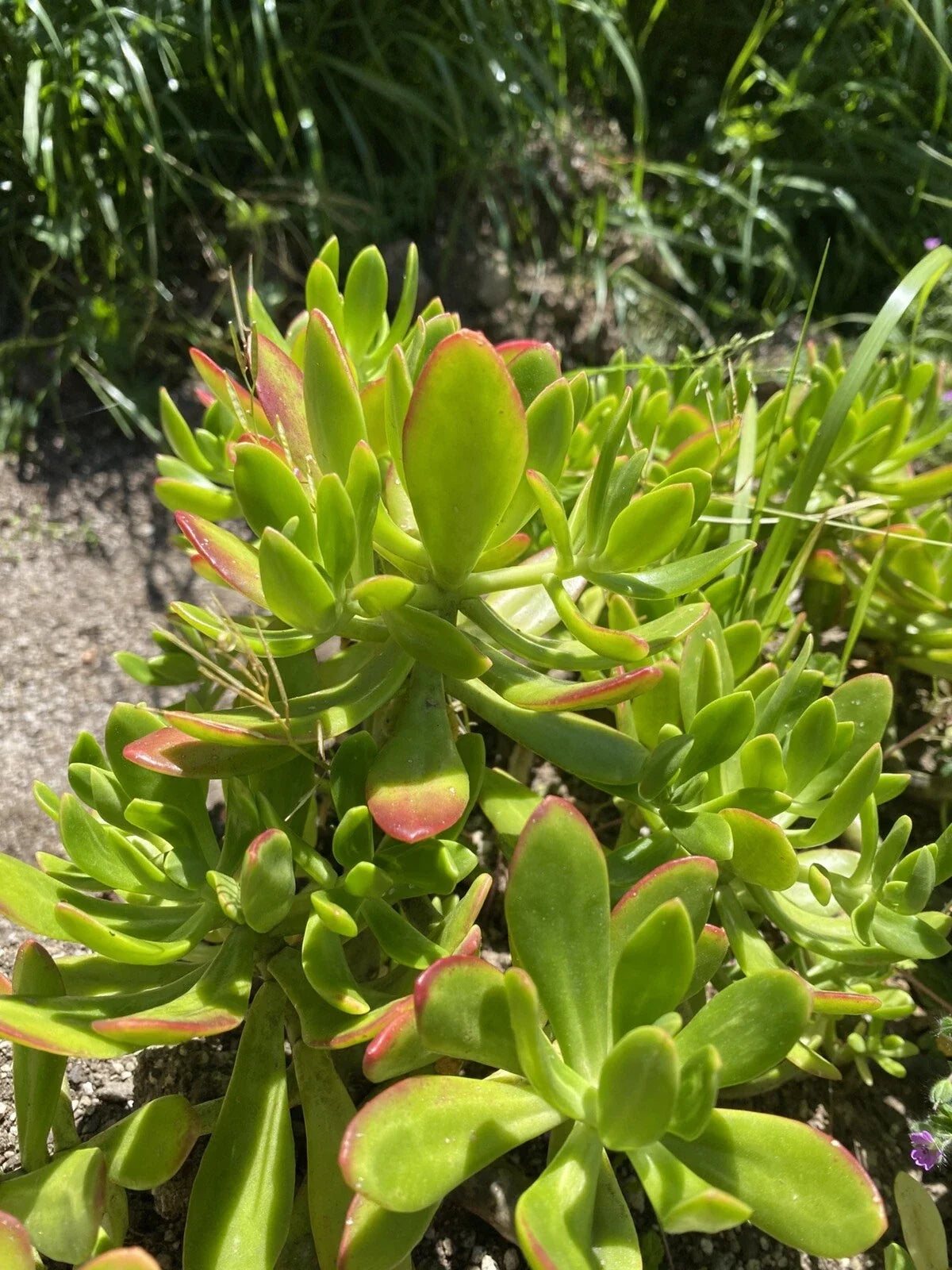 Lot of 3 Fresh Cuttings Succulent Plants - Sedum Dendroideum Green - Easy Care, Ideal for Indoor/Outdoor Gardening