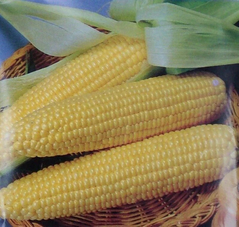 Iochief Sweet Corn Seeds - Non-GMO 100 Count - Zea mays - Ideal for Home Gardens and Small Farms