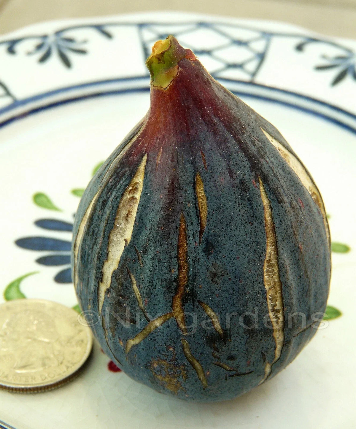 Heirloom Fig Tree Cuttings - 2 Lebanese Black/Purple - Ficus carica - Vigorous, Prolific Fruit Production for Home Gardens