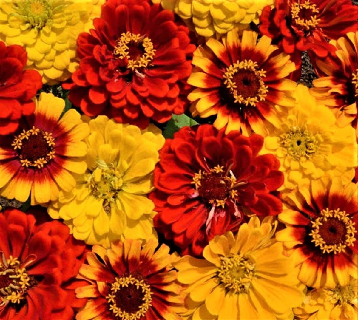 Zinnia Seeds Mix | 100+ Seeds | South of the Border Variety | Colorful Garden Flowers | Zinnia elegans
