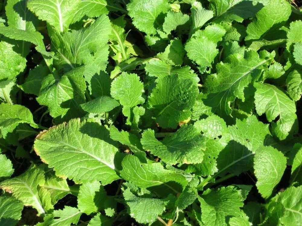 Turnip Seeds - 100 Count - Seven Top Variety - Brassica rapa - Non-GMO Fresh Vegetable Seeds for Garden