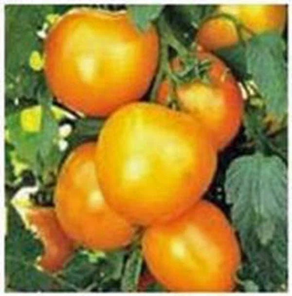 Heirloom Tomato Seeds Collection 4 Varieties - Non-GMO Organic Solanum lycopersicum - Premium Garden Seeds for Home Growing