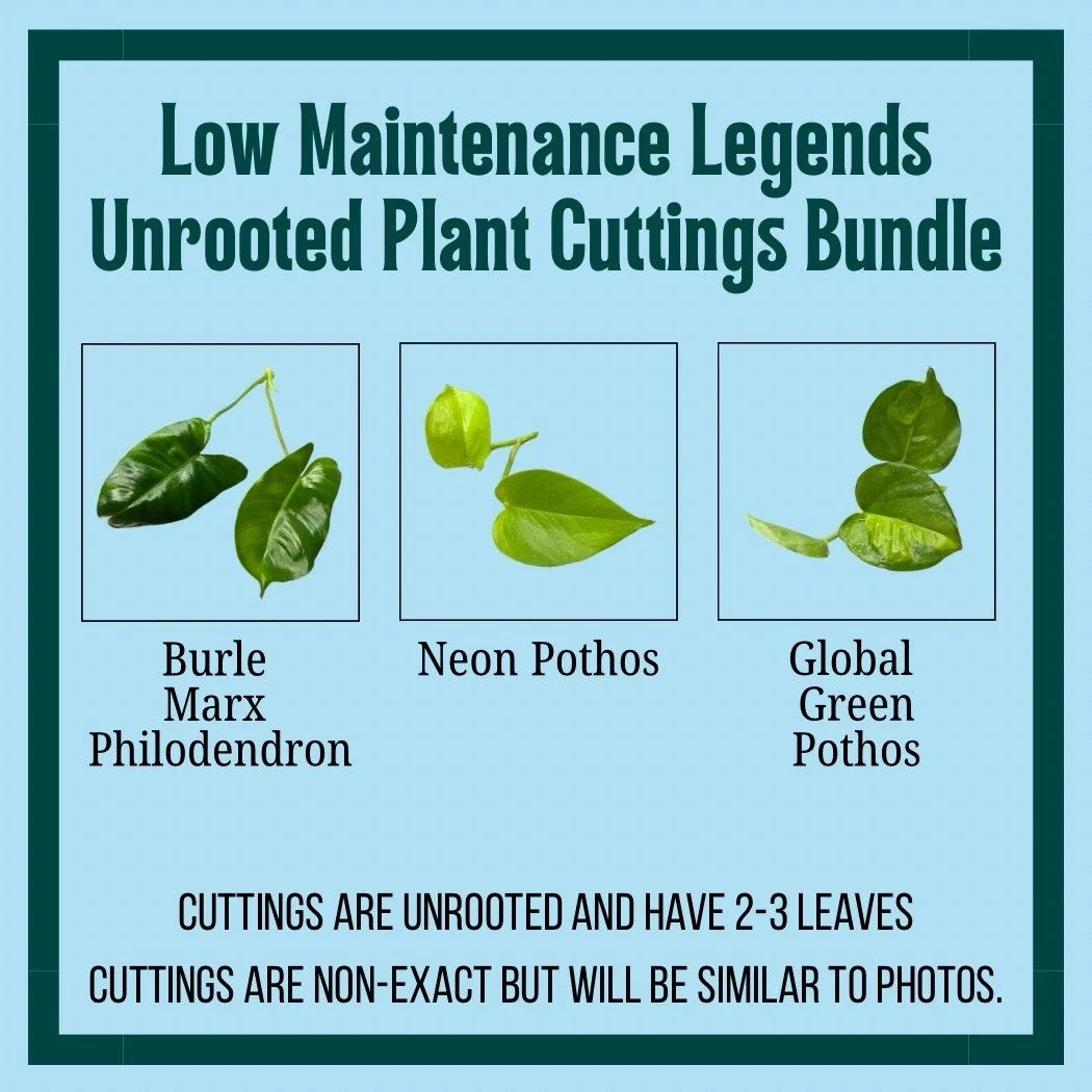 Unrooted Plant Cuttings Set of 3 - Burle Marx Philodendron, Neon Pothos, Marble Queen - Philodendron 'Burle Marx', Epipremnum aureum