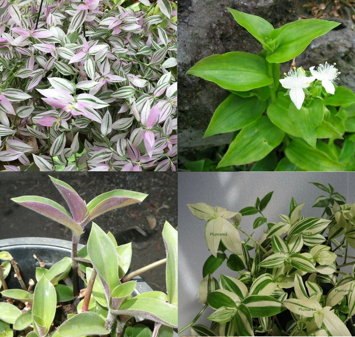 Wandering Jew House Plant Assortment - Tradescantia Zebrina & Pallida - Indoor Greenery Set - Rooted Cuttings