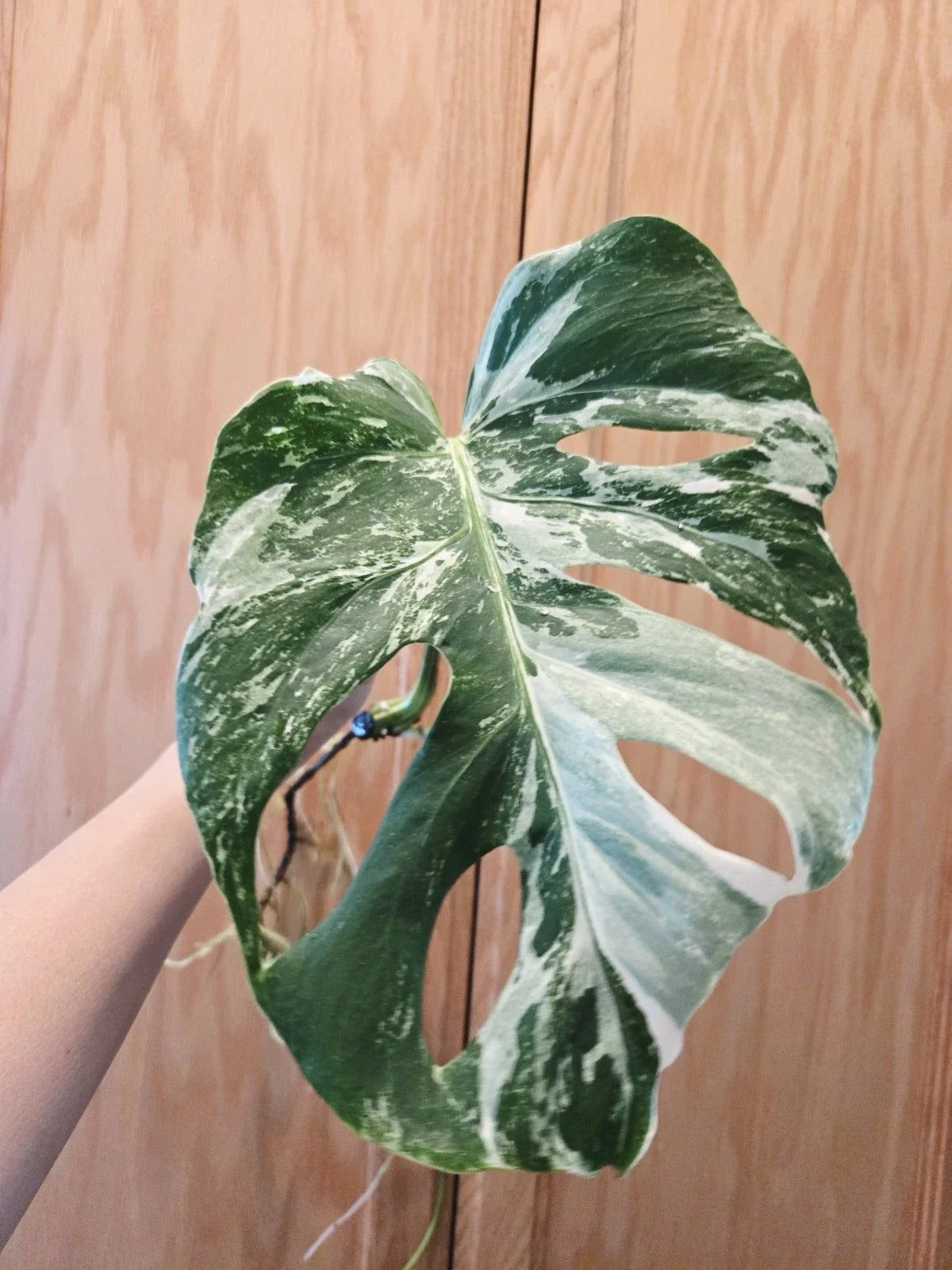Monstera Albo Variegated Plant - Rooted Cutting - Rare Houseplant - Monstera deliciosa var. albo-marginata in 6-inch Pot