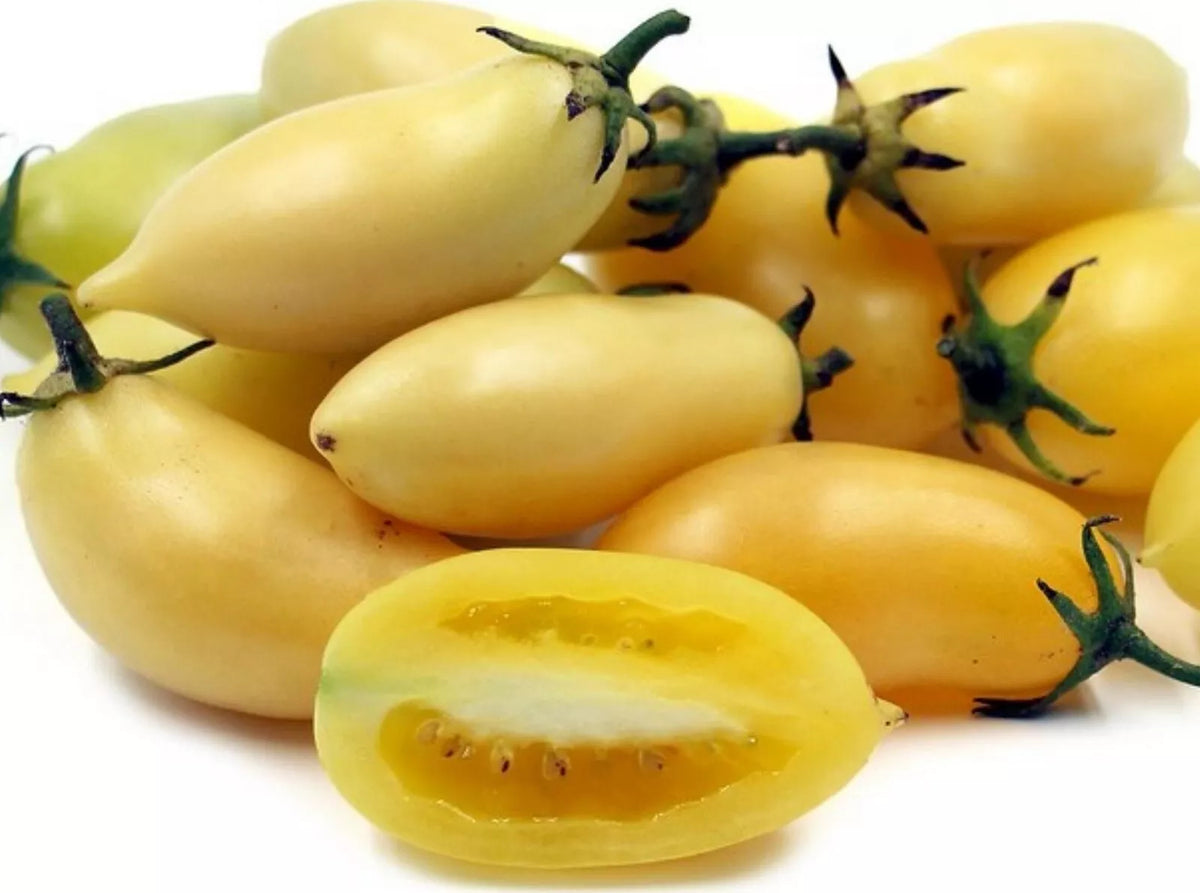 Cream Sausage Tomato Seeds - 10+ Organic Heirloom Non-GMO - Rare Variety (Solanum lycopersicum) for Home Gardening