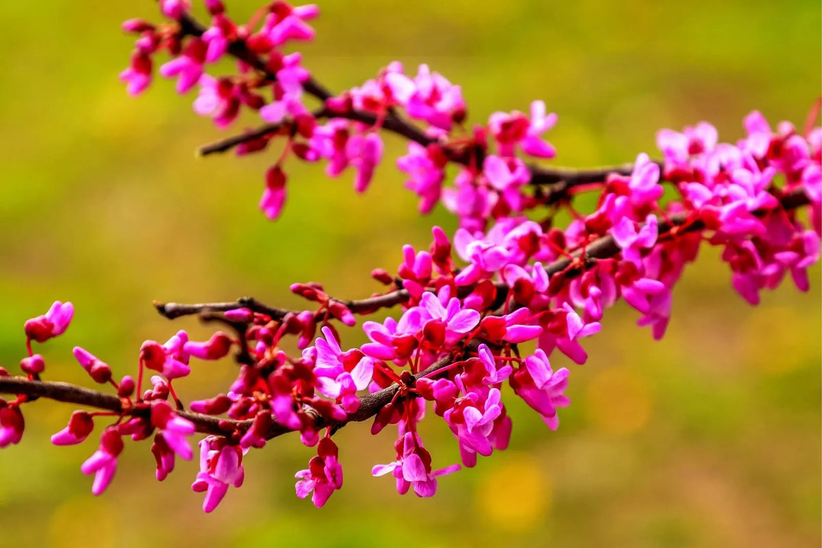 Red Bud Tree Seeds - 30+ Seeds - Exotic Flowering Tree - Cercis canadensis - Pink Blossoms for Garden or Bonsai