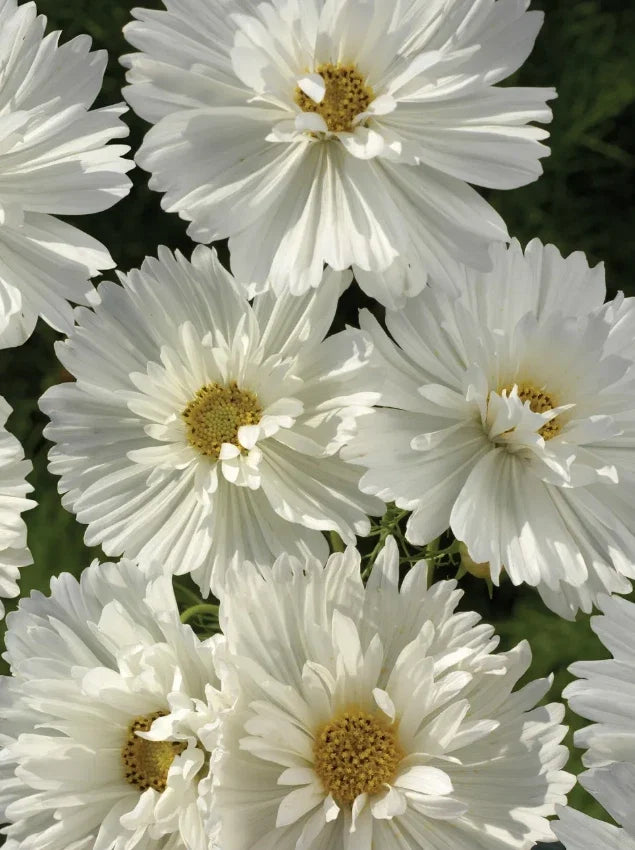 Cosmos Seeds - 100 Non-GMO Psyche White - Attracts Butterflies & Bees - Cosmos bipinnatus