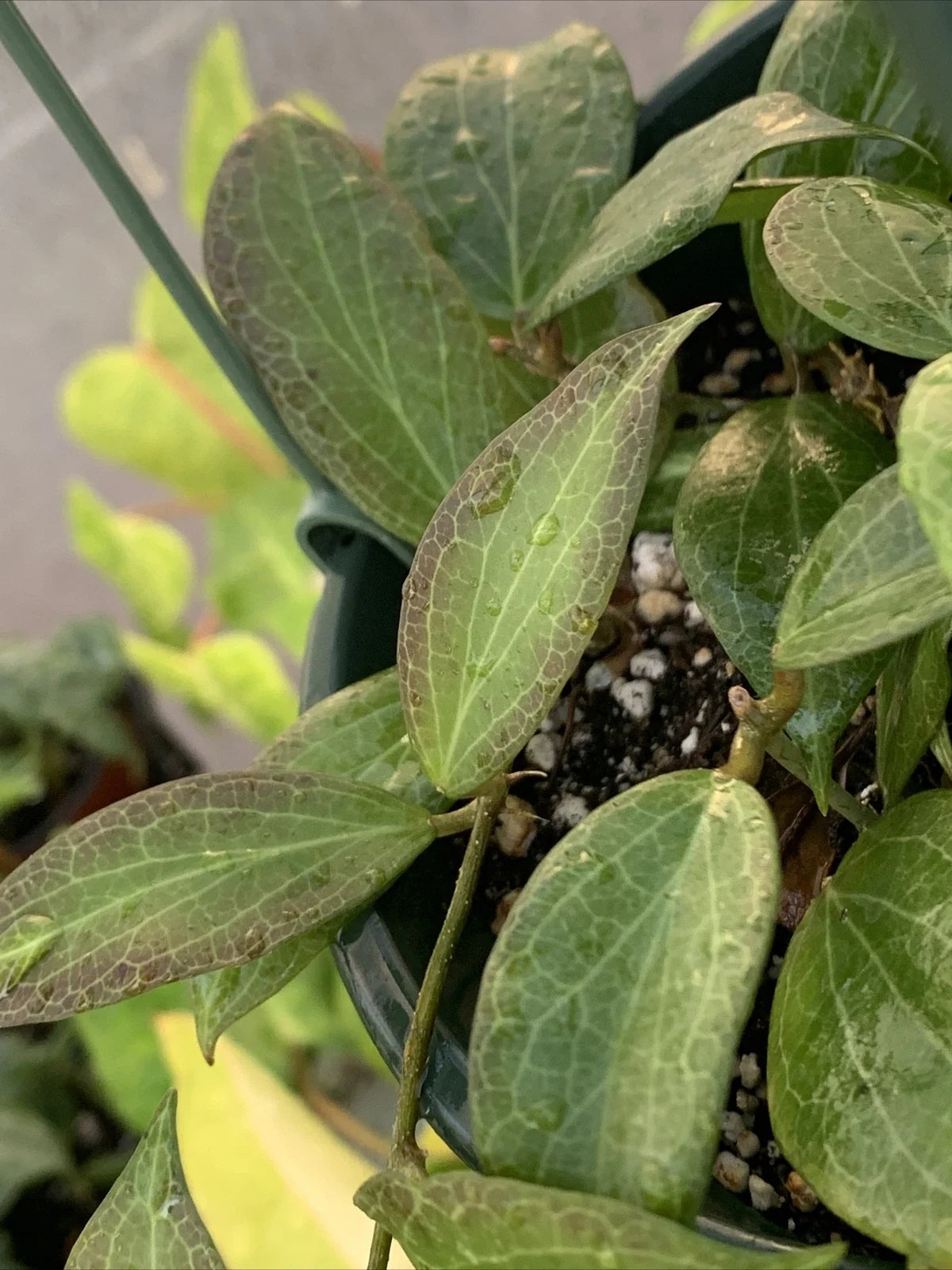 Hoya Fitchii 3" Pot - Rooted Cuttings - Tropical Houseplant - Hoya fitchii - Easy Care Indoor Plant for Home Decor