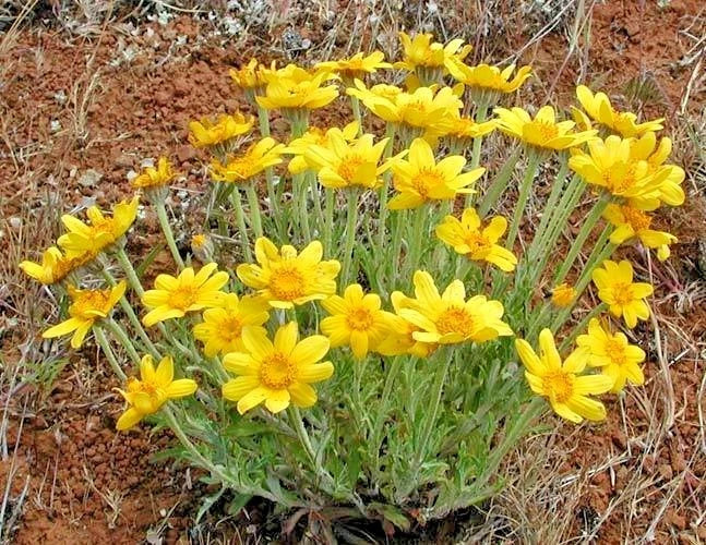 Oregon Sunshine Seeds - Wooley Sunflower - Native Wildflower - Eriophyllum lanatum - Drought Tolerant, Poor Soil Adaptable - Seed Packet