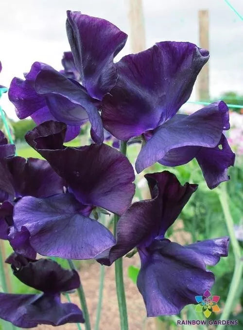 Just Jenny Sweet Pea Seeds - 50+ Seeds - Pink Lavender Blooms - Lathyrus odoratus - Non-GMO Garden Planting