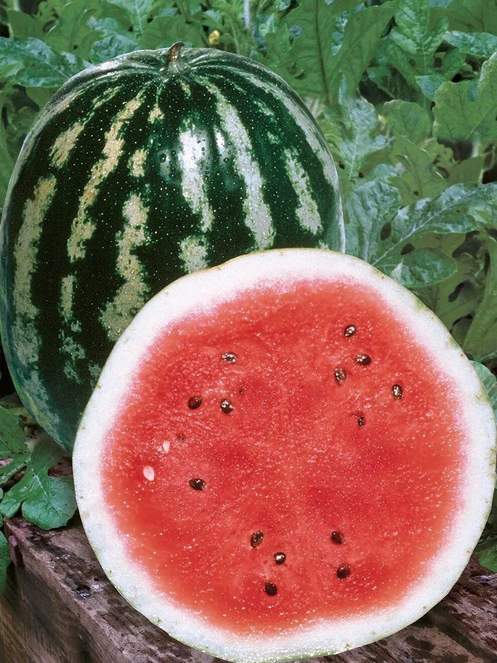 Crimson Sweet Watermelon Seeds - 25 Non-GMO Seeds - Citrullus lanatus - Ideal for Home Gardens - Free Shipping USA